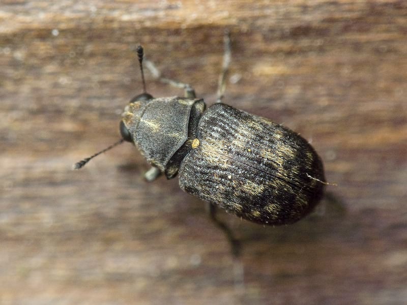 Rhaphitropis marchica (Herbst, 1797)